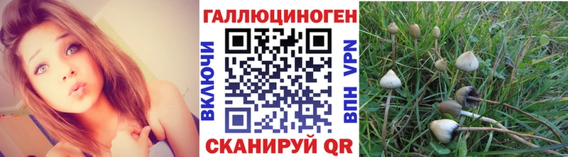 цена   Шумиха  Галлюциногенные грибы Psilocybine cubensis 